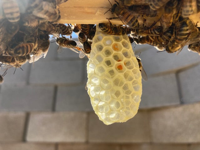 Welcoming our First Bee Colony